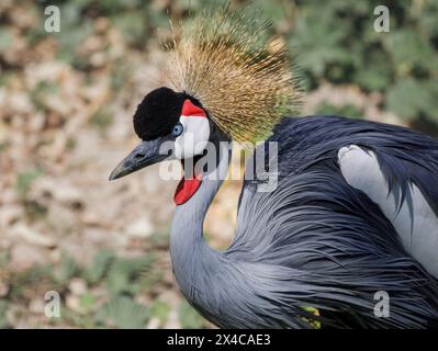 États-Unis, Arizona, Waddell, Wildlife World Zoo. Gros plan d'une grue à couronne grise. Banque D'Images