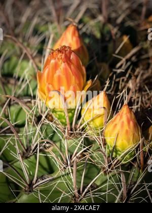 Cactus en baril de Sonora avec boutons floraux, parc national de Saguaro, Arizona Banque D'Images