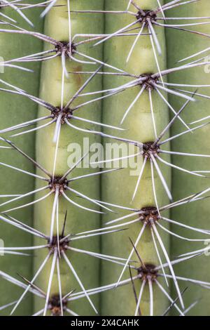 Arizona, Phoenix. Jardin botanique du désert, gros plan sur les cactus Banque D'Images