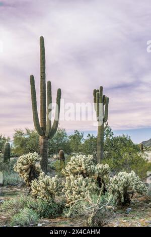 Arizona, Scottsdale. Réserve McDowell Sonoran, désert Sonoran Banque D'Images