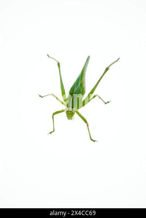 Vue latérale de Grasshopper isolé sur fond blanc. Grande cicadelle verte sur fond blanc. Vue latérale de la grande sauterelle verte sur fond blanc. Fond blanc isolé de Mantis. Sauterelle. Banque D'Images