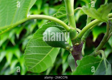 Minuscule figuier (variété Ficus Carica Bianco) sur une branche au printemps Banque D'Images