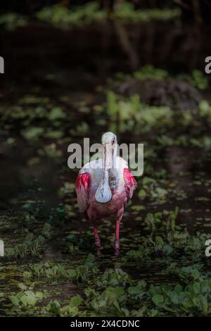 Cuillères rosées au Corkscrew Swamp Sanctuary. Banque D'Images