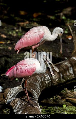 Cuillères rosées au Corkscrew Swamp Sanctuary. Banque D'Images