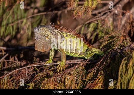 Un iguane vert exotique prend dans le soleil du matin, se reposant dans un cyprès.. Banque D'Images