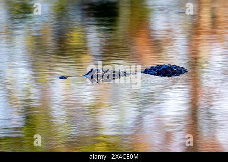 Un alligator américain rôde en eau libre dans une recrue d'oiseaux. Banque D'Images