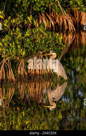 Un grand héron bleu se dresse parmi les mangroves dans un marais. Banque D'Images