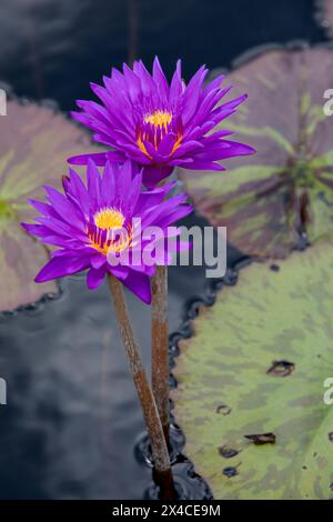 Nénuphars à fleurs violettes. Banque D'Images