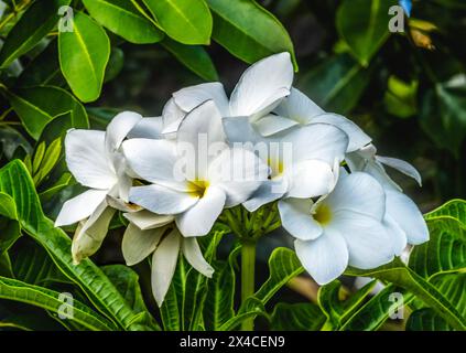 White Yellow Golden Arrow Plumeria, Waikiki, Honolulu, Hawaï. Originaire d'Amérique du Sud, apparenté aux frangipanies. Banque D'Images