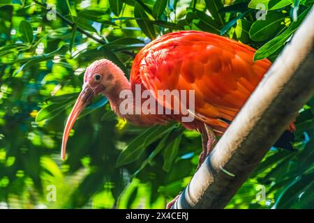 Écarlate coloré, Waikiki, Honolulu, Hawaï. Oiseau tropical originaire d'Amérique du Sud. Banque D'Images