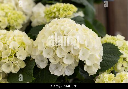 Gros plan d'une hortensia macrophylla blanche en floraison au Royaume-Uni Banque D'Images
