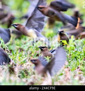 Les waxwings de cèdre migrent en troupeaux, profitant des graines et des baies abondantes. Banque D'Images