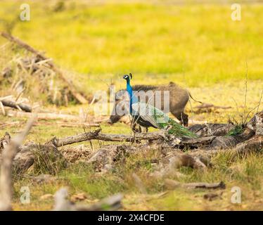 Le perruque indien (Pavo cristatus), également connu sous le nom de perruque commune, et le perruque bleu, réserve de Kabini. Inde Banque D'Images