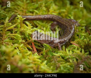 Salamandre de Sacramento, Aneides hardii, White Mountain Wilderness, Nouveau-Mexique Banque D'Images