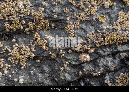 Un groupe de Barnacles attachés à la surface d'un rocher. Banque D'Images