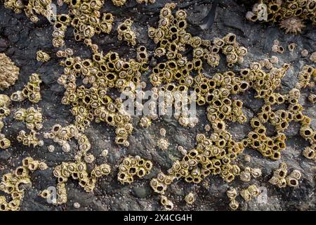 Un groupe de Barnacles attachés à la surface d'un rocher. Banque D'Images