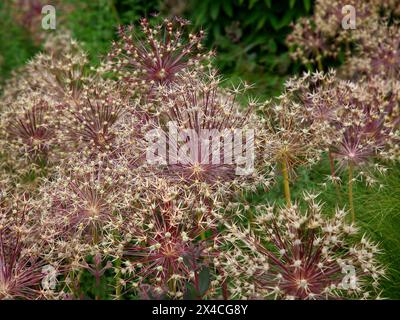 Gros plan sur les têtes de semence en maturation du bulbe de jardin fleuri Allium hollandicum Purple sensation. Banque D'Images