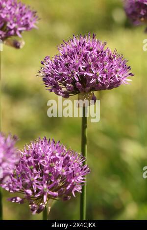 Floraison d'un Allium aflatunense ou d'un oignon ornemental Banque D'Images