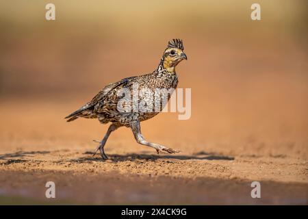 États-Unis, Texas, comté de Starr. Santa Clara Ranch, caille bobwhite du nord Banque D'Images