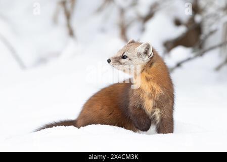 Martre de pin isolée sur fond blanc dans le parc Algonquin, Canada dans la neige hivernale Banque D'Images