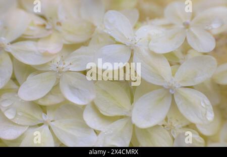 États-Unis, État de Washington, Seabeck. Fleurs d'Hydrangea en gros plan. Banque D'Images