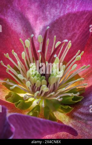 États-Unis, État de Washington. Gros plan d'une fleur d'hellebore pourpre au printemps. Banque D'Images