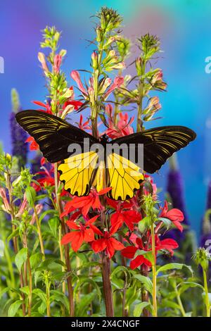 États-Unis, État de Washington, Sammamish. Papillon Birdwing sur les fleurs Banque D'Images