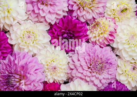 États-Unis, État de Washington, Sammamish. Gros plan sur un groupe de dahlias à fleurs Banque D'Images
