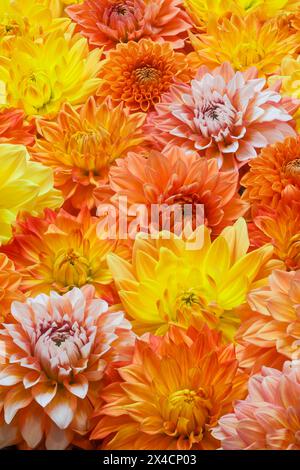 États-Unis, État de Washington, Sammamish. Gros plan sur un groupe de dahlias à fleurs Banque D'Images