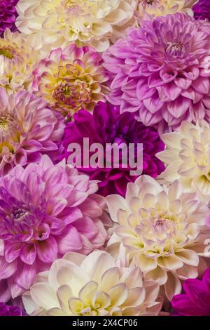 États-Unis, État de Washington, Sammamish. Gros plan sur un groupe de dahlias à fleurs Banque D'Images