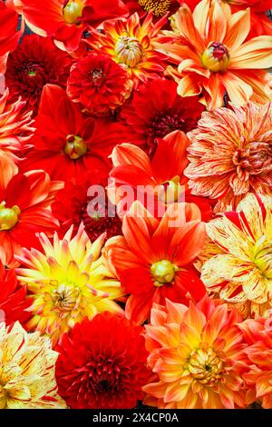 États-Unis, État de Washington, Sammamish. Gros plan sur un groupe de dahlias à fleurs Banque D'Images