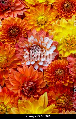 États-Unis, État de Washington, Sammamish. Gros plan sur un groupe de dahlias à fleurs Banque D'Images