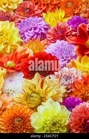 États-Unis, État de Washington, Sammamish. Gros plan sur un groupe de dahlias à fleurs Banque D'Images