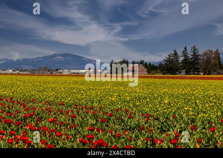 États-Unis, État de Washington, Mt. Vernon. Tulipes printanières poussant dans les champs Banque D'Images