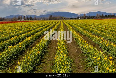 États-Unis, État de Washington, Mt. Vernon. Tulipes printanières poussant dans les champs Banque D'Images