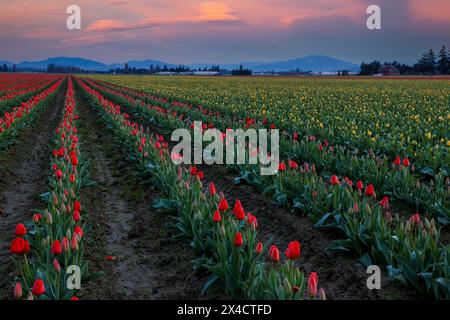 États-Unis, État de Washington, Mt. Vernon. Tulipes printanières poussant dans les champs Banque D'Images