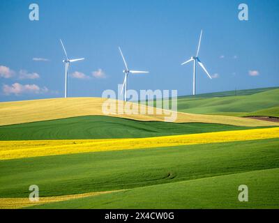 États-Unis, État de Washington, Palouse. Moulins à vent dominant les champs de blé et de canola dans la région de Palouse, dans l'est de l'État de Washington. Banque D'Images