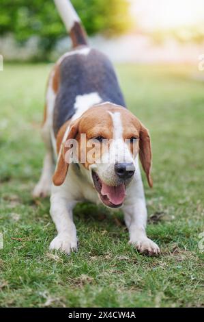 Chien beagle ludique dans le jardin vert le jour ensoleillé Banque D'Images