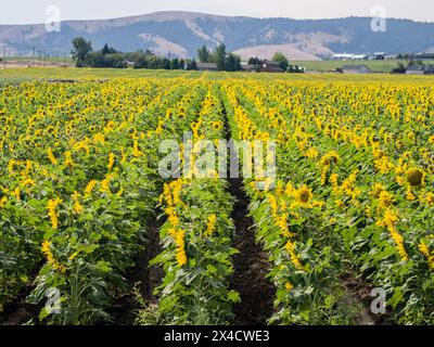 États-Unis, État de Washington, comté de Kittitas. Très grand champ de tournesol dans le comté de Kittitas. Banque D'Images