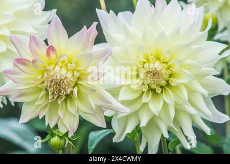 États-Unis, État de Washington, Seattle. Dahlia Banque D'Images