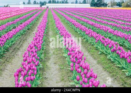 États-Unis, État de Washington, vallée de Skagit. Champs de tulipes Banque D'Images