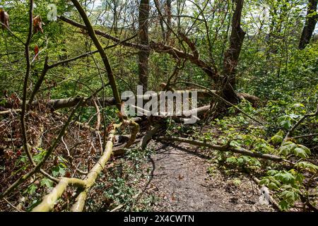 Un arbre tombé sur un chemin dans les bois. L'arbre est couché sur le sol, bloquant le chemin et créant un obstacle naturel. La zone environnante est cov Banque D'Images