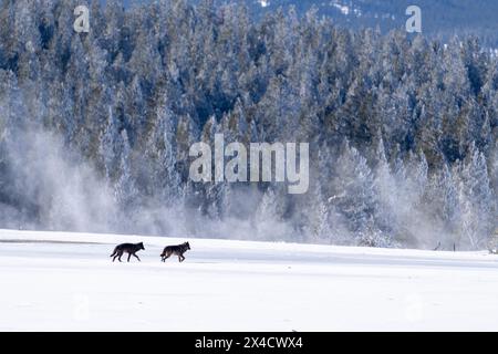 États-Unis, Wyoming, parc national de Yellowstone. Deux loups noirs trottent à travers le champ de neige. Banque D'Images