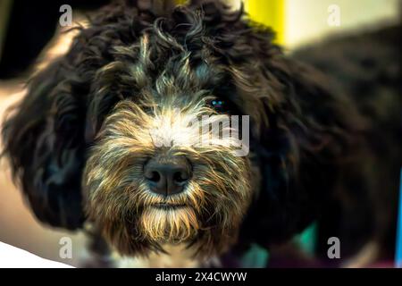 Un gros plan chaleureux capture le regard innocent d'un chiot mignon lorsqu'il regarde directement la caméra, rayonnant de joie et de curiosité. Banque D'Images