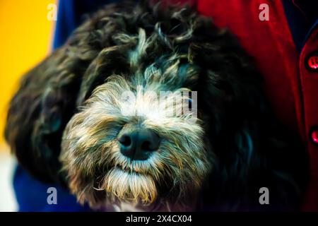 Un gros plan chaleureux capture le regard innocent d'un chiot mignon lorsqu'il regarde directement la caméra, rayonnant de joie et de curiosité. Banque D'Images