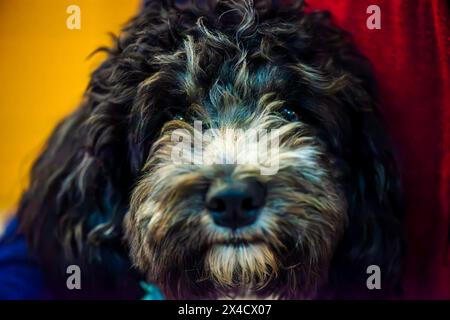 Un gros plan chaleureux capture le regard innocent d'un chiot mignon lorsqu'il regarde directement la caméra, rayonnant de joie et de curiosité. Banque D'Images