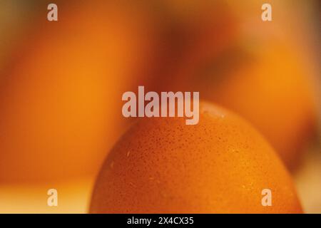 Un gros plan captivant révèle les détails complexes et les textures des œufs frais de la ferme, soulignant leur beauté naturelle. Banque D'Images