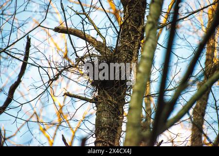 Un nid d'oiseau confortable niché dans les branches d'un arbre dans l'ambiance sereine de la forêt. Banque D'Images