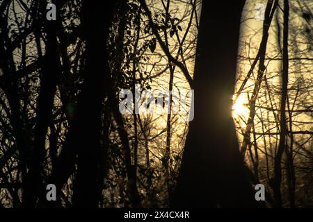 Comme le soleil se couche, il baigne la forêt enchantée dans une lueur dorée, jetant une ambiance magique sur le paysage serein. Banque D'Images