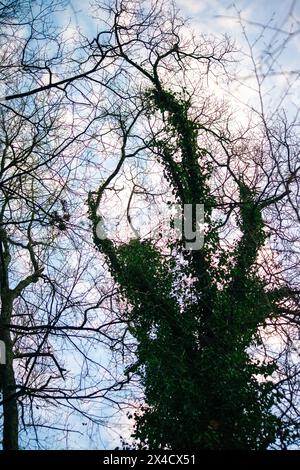 La lumière du soleil filtre à travers la verrière luxuriante des arbres, projetant des ombres tamisées et créant une ambiance boisée sereine. Banque D'Images